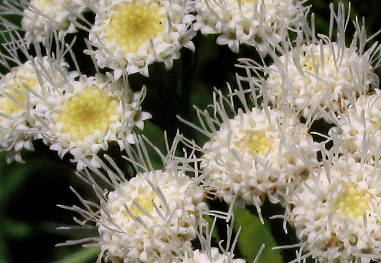 Detailed Picture 1 of Ageratina adenophora