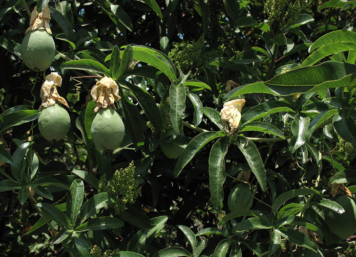 Detailed Picture 4 of Passiflora caerulea