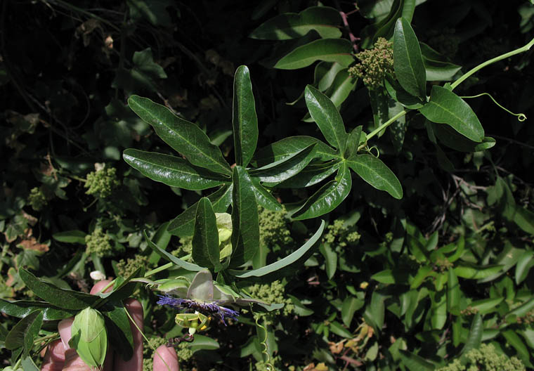 Detailed Picture 3 of Passiflora caerulea