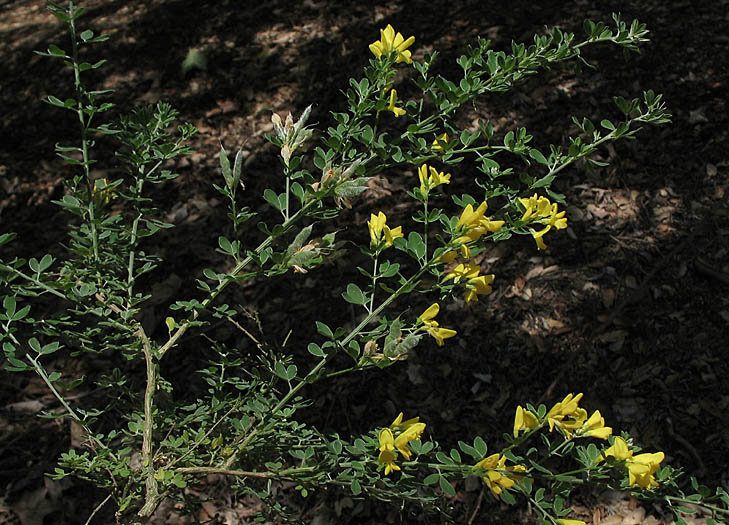 Detailed Picture 3 of Genista monspessulana