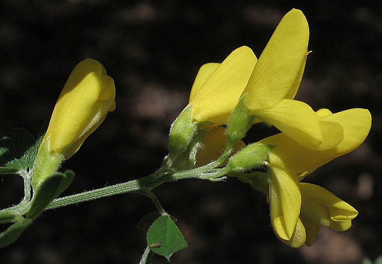 Detailed Picture 2 of Genista monspessulana