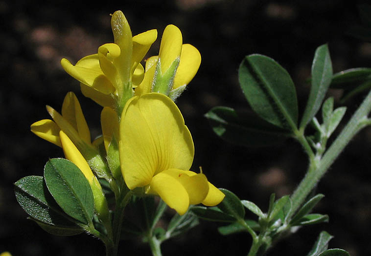 Detailed Picture 1 of Genista monspessulana