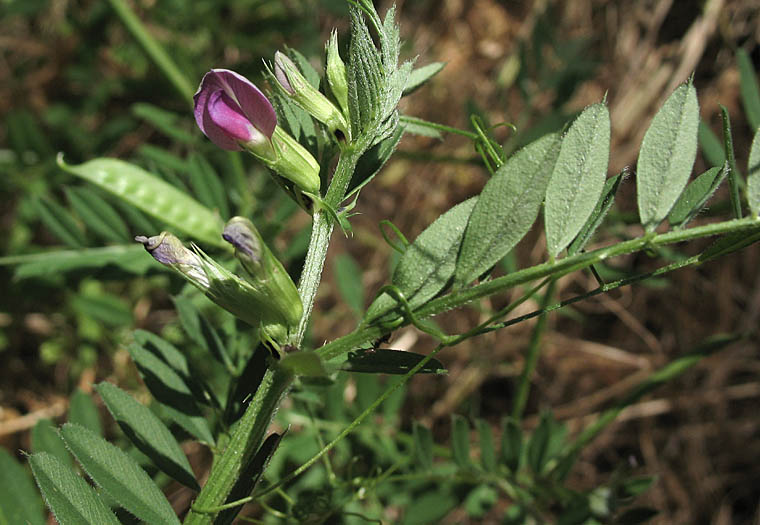 Detailed Picture 4 of Vicia sativa ssp. nigra