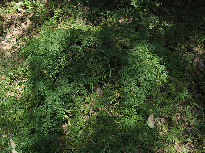 Detailed Picture 7 of Vicia sativa ssp. nigra