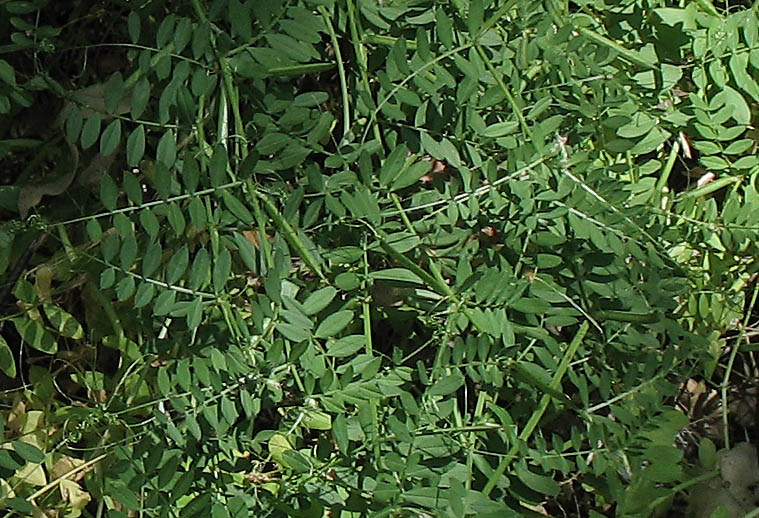 Detailed Picture 6 of Vicia sativa ssp. nigra