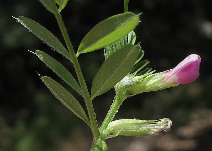 Detailed Picture 3 of Vicia sativa ssp. nigra