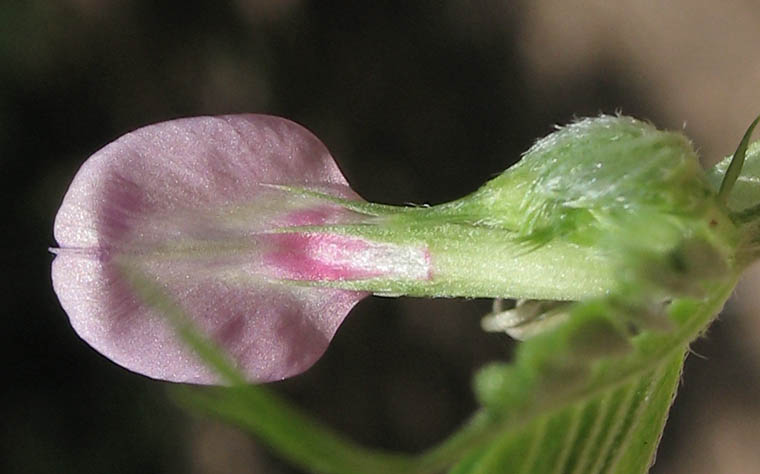 Detailed Picture 2 of Vicia sativa ssp. nigra