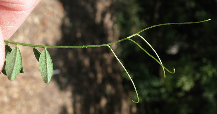Detailed Picture 5 of Vicia sativa ssp. nigra