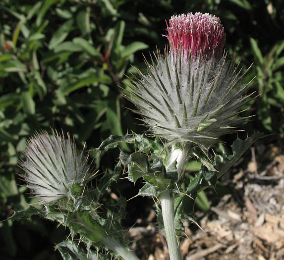 Detailed Picture 2 of Cirsium occidentale var. occidentale