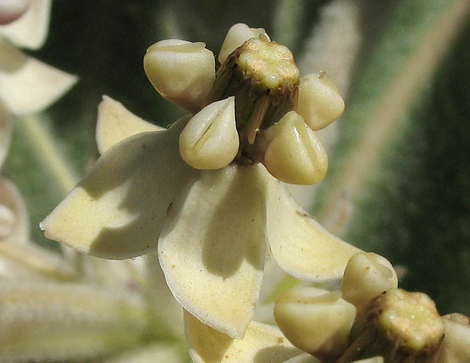 Detailed Picture 2 of Asclepias eriocarpa