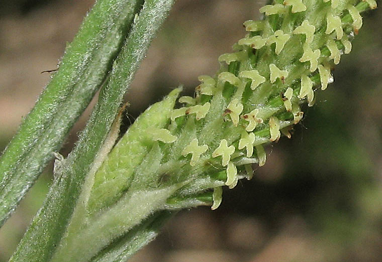 Detailed Picture 4 of Salix exigua var. hindsiana