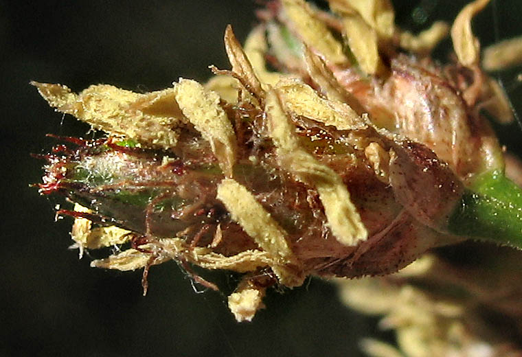 Detailed Picture 6 of Schoenoplectus acutus var. occidentalis