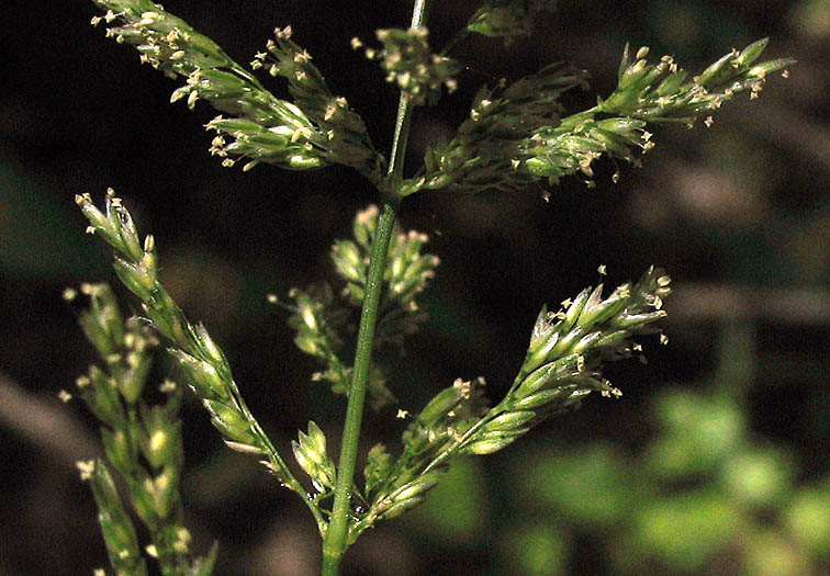 Detailed Picture 1 of Polypogon viridis