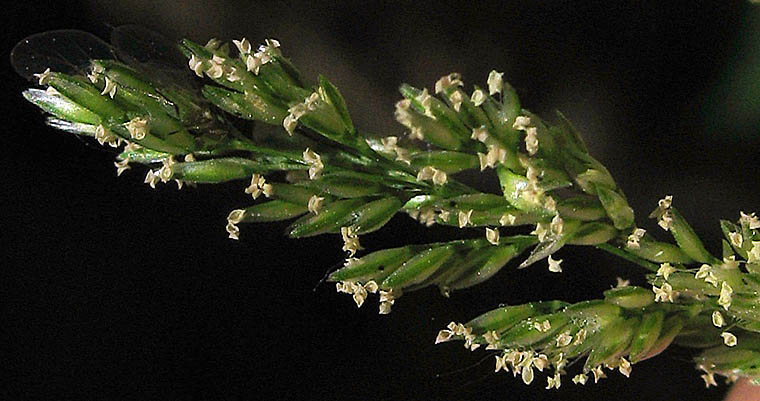 Detailed Picture 2 of Polypogon viridis