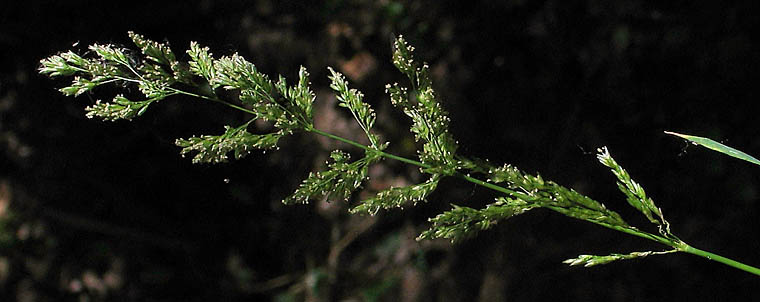 Detailed Picture 3 of Polypogon viridis