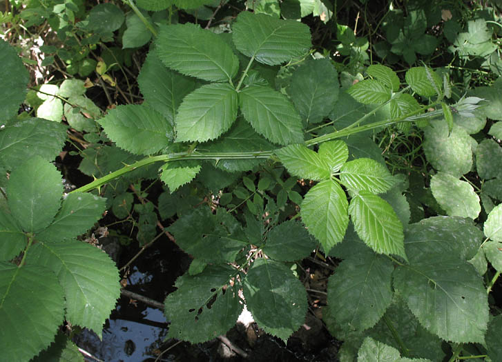 Detailed Picture 4 of Rubus armeniacus