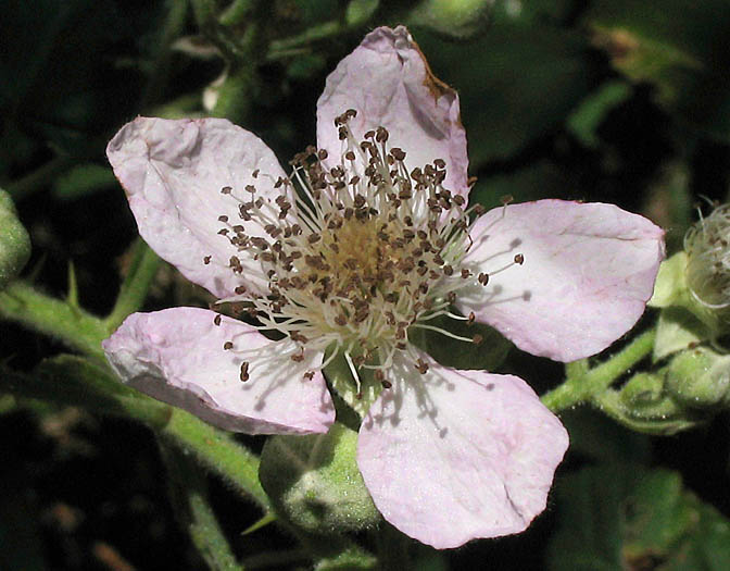 Detailed Picture 1 of Rubus armeniacus