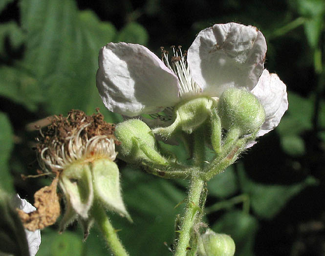 Detailed Picture 2 of Rubus armeniacus