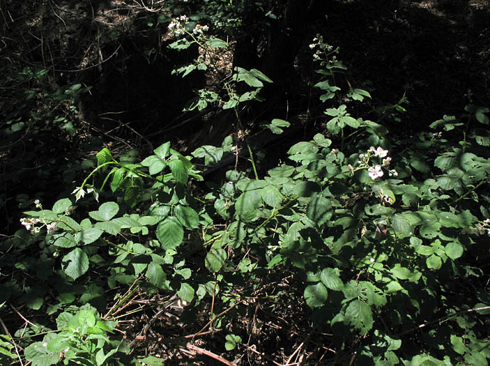 Detailed Picture 3 of Rubus armeniacus