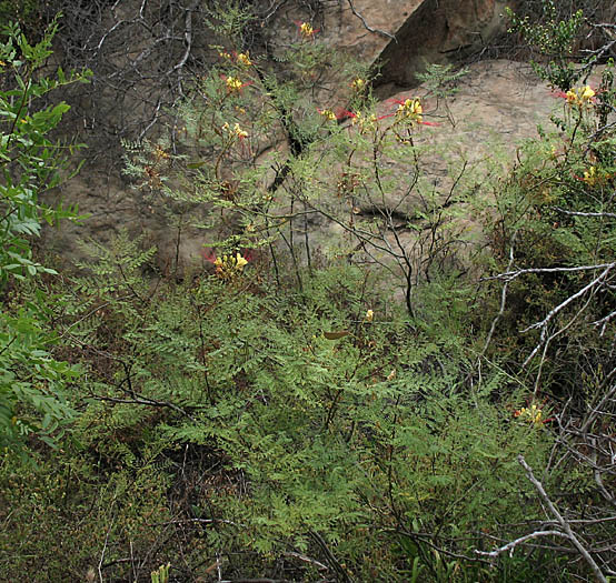 Detailed Picture 6 of Caesalpinia gilliesii