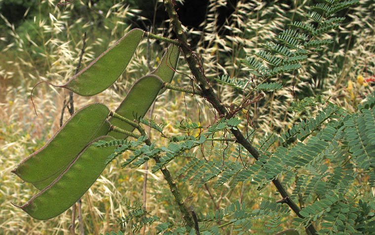Detailed Picture 4 of Caesalpinia gilliesii