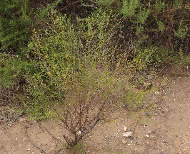 Detailed Picture 6 of Gutierrezia californica