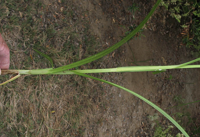 Detailed Picture 8 of Bolboschoenus maritimus ssp. paludosus