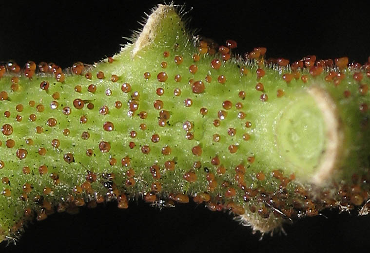 Detailed Picture 7 of Caesalpinia gilliesii