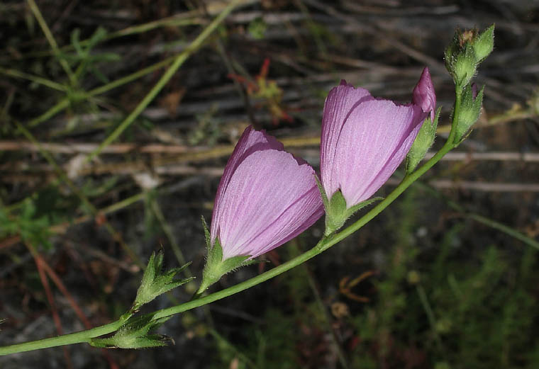 Detailed Picture 3 of Sidalcea sparsifolia