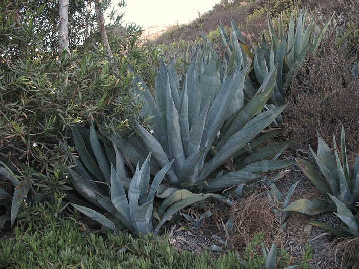 Detailed Picture 7 of Agave americana var. americana