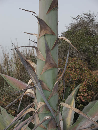 Detailed Picture 6 of Agave americana var. americana