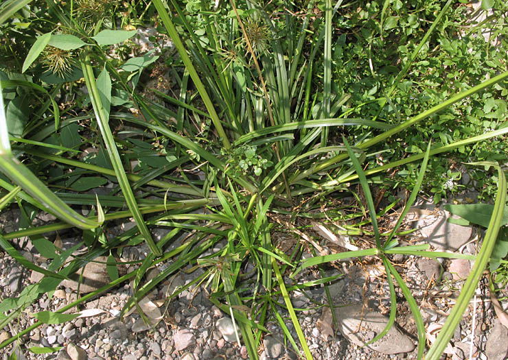 Detailed Picture 6 of Cyperus odoratus