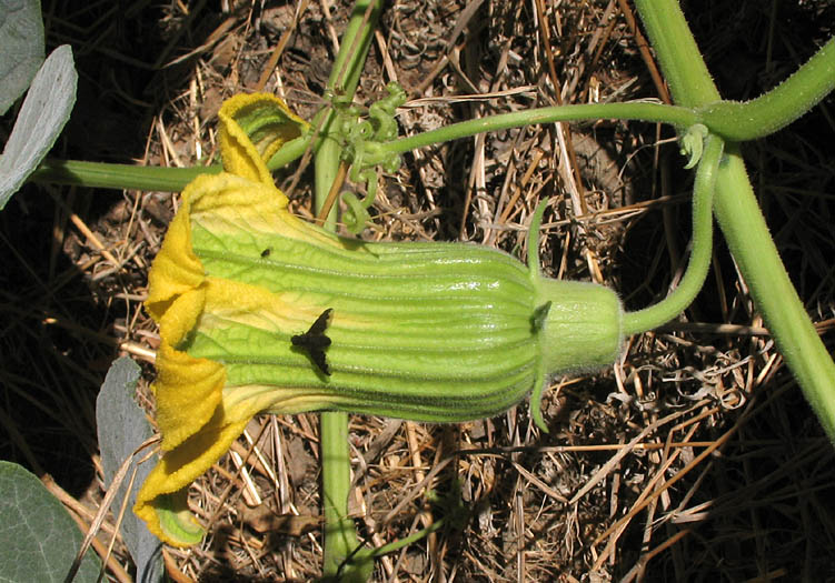 Detailed Picture 6 of Cucurbita foetidissima