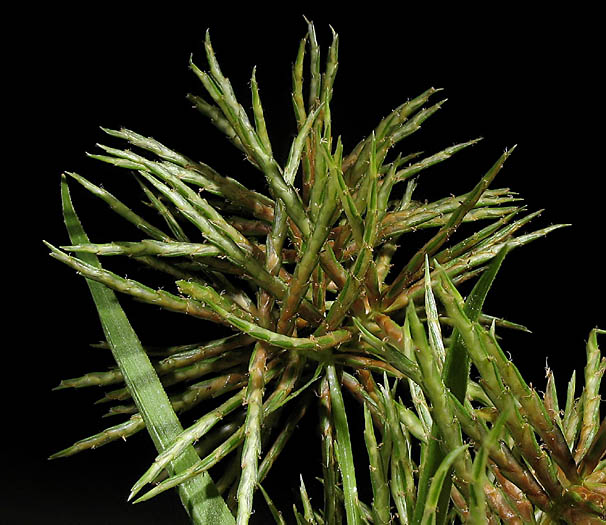 Detailed Picture 1 of Cyperus odoratus