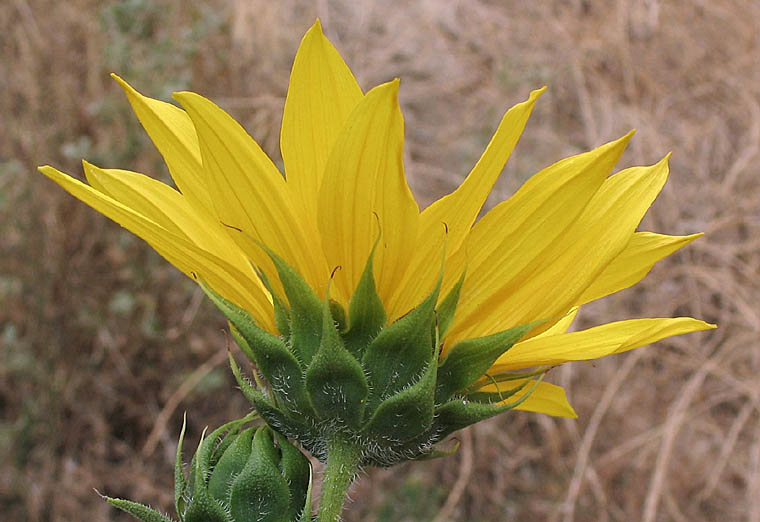 Detailed Picture 3 of Helianthus annuus