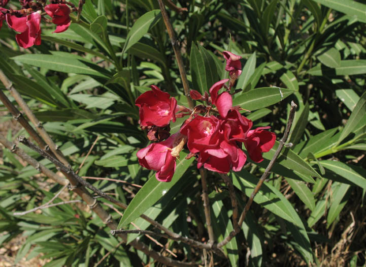 Detailed Picture 5 of Nerium oleander