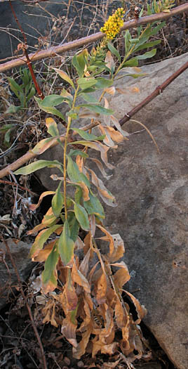 Detailed Picture 5 of Solidago velutina ssp. californica