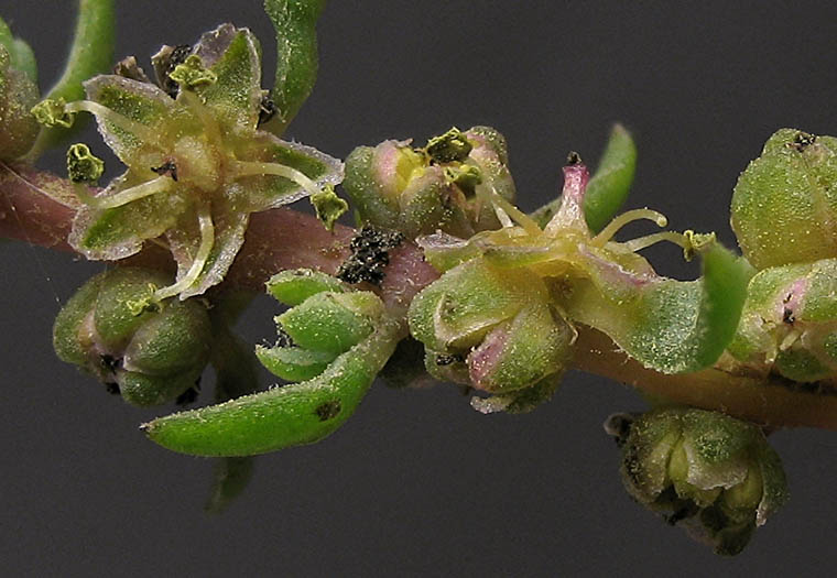 Detailed Picture 2 of Suaeda taxifolia