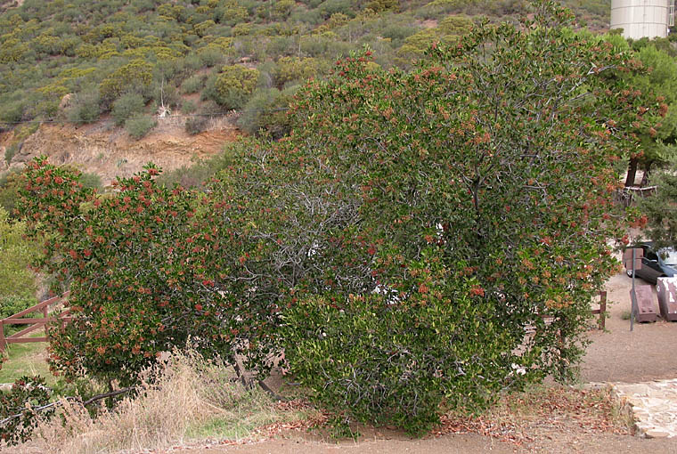 Detailed Picture 5 of Heteromeles arbutifolia