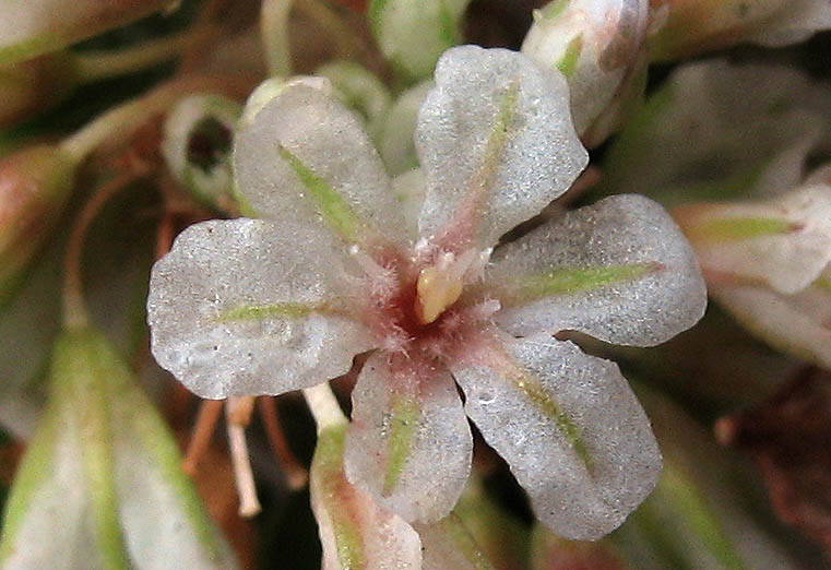 Detailed Picture 1 of Eriogonum parvifolium