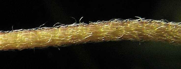 Detailed Picture 8 of Lasthenia gracilis