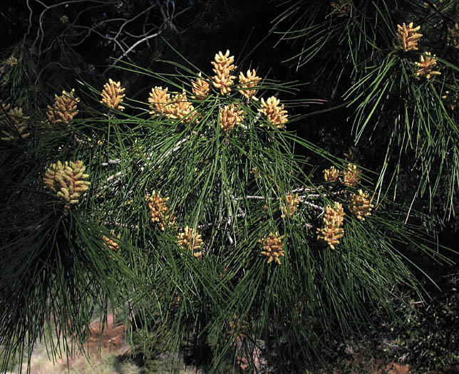 Detailed Picture 5 of Pinus halepensis ssp. halepensis