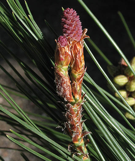 Detailed Picture 2 of Pinus halepensis ssp. halepensis