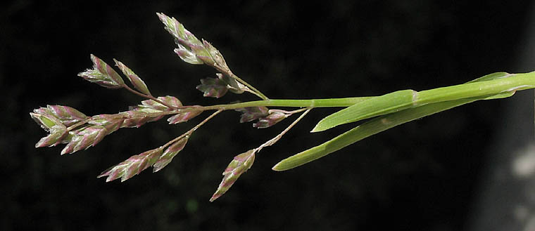 Detailed Picture 4 of Poa annua