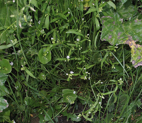 Detailed Picture 5 of Claytonia parviflora ssp. viridis