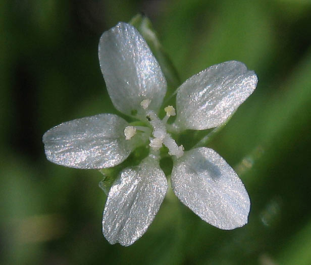 Detailed Picture 1 of Claytonia parviflora ssp. viridis