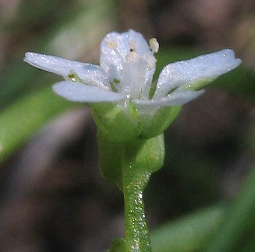 Detailed Picture 2 of Claytonia parviflora ssp. viridis