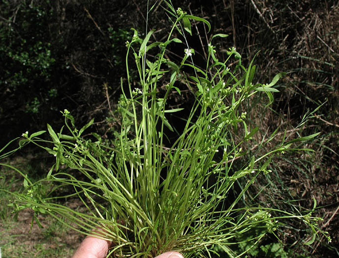 Detailed Picture 3 of Claytonia parviflora ssp. viridis