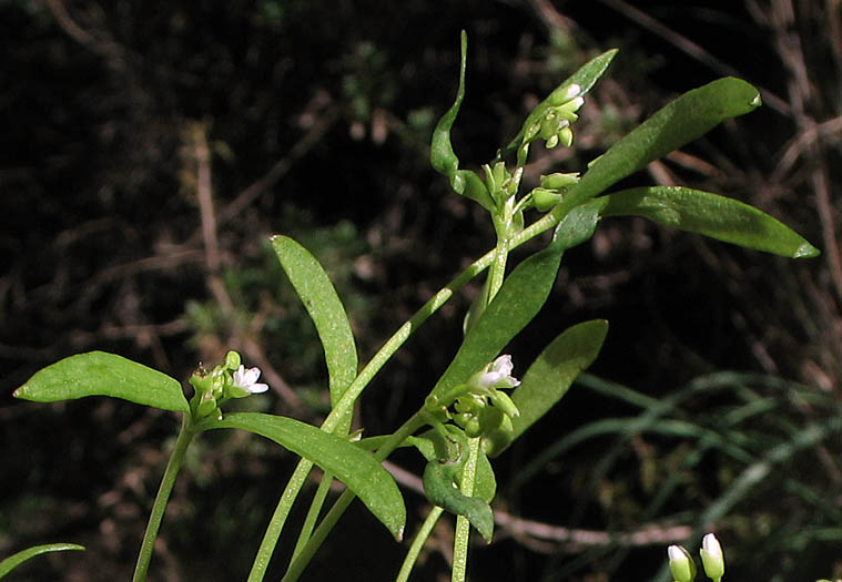 Detailed Picture 4 of Claytonia parviflora ssp. viridis