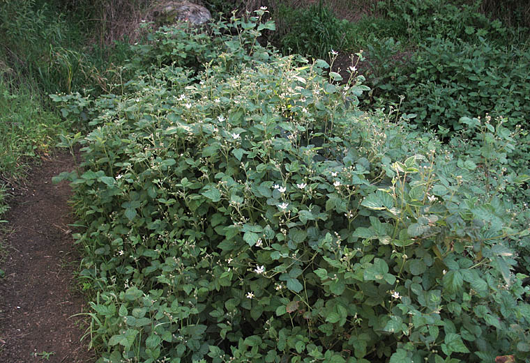 Detailed Picture 5 of Rubus ursinus